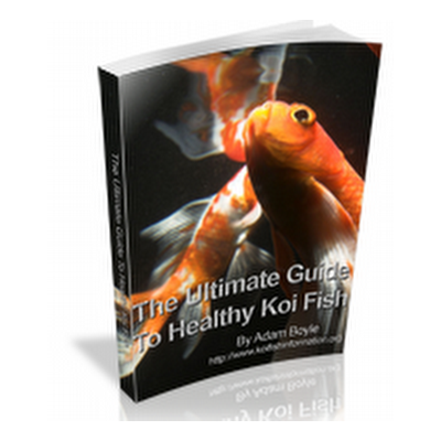 Guide To Healthy Koi Fish